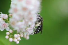 Andrena virginiana