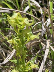 Platanthera mandarinorum pachyglossa