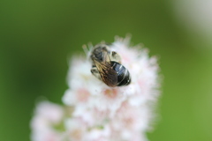 Andrena virginiana