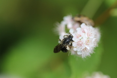 Andrena virginiana