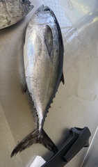 Thunnus