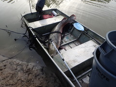 Atractosteus spatula