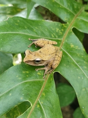 Polypedates leucomystax