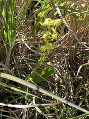 Platanthera mandarinorum pachyglossa