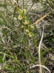 Platanthera mandarinorum pachyglossa