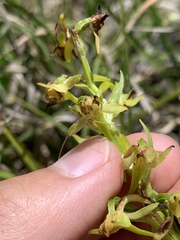 Platanthera mandarinorum pachyglossa