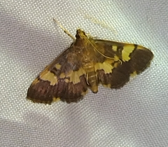 Salbia