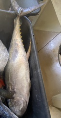 Thunnus