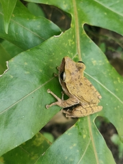 Polypedates leucomystax