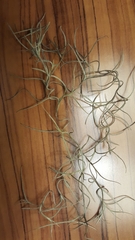 Tillandsia usneoides