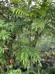 Pometia pinnata