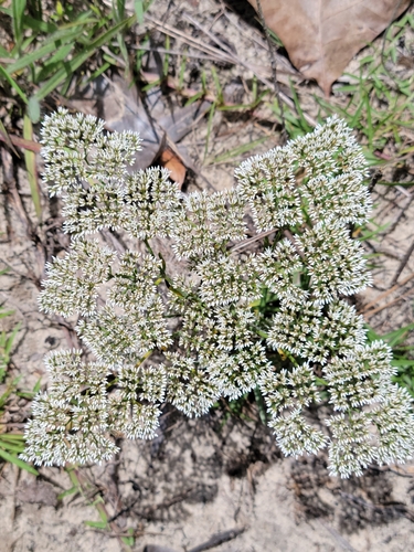 Image of Paronychia rugelii by (c) Jay Horn, some rights reserved (CC BY)