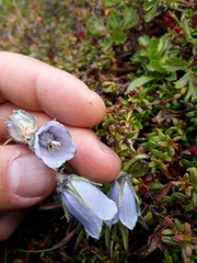 Campanula alpina