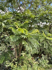 Pometia pinnata