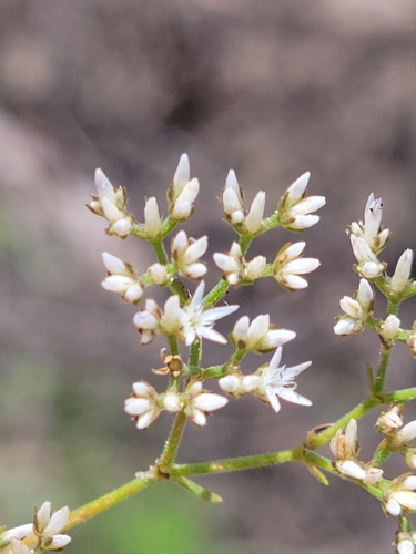 Image of Paronychia rugelii by (c) Jay Horn, some rights reserved (CC BY)