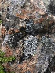 Sphaerophorus fragilis