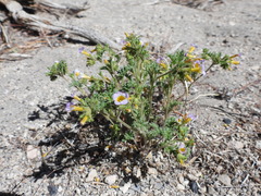 Phacelia bicolor