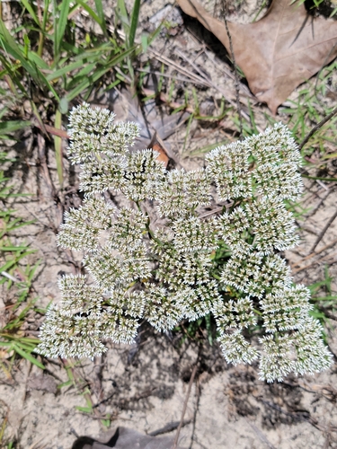 Image of Paronychia rugelii by (c) Jay Horn, some rights reserved (CC BY)