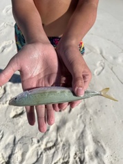 Decapterus punctatus