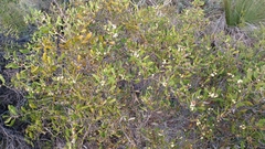 Hakea anadenia
