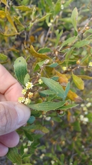 Hakea anadenia