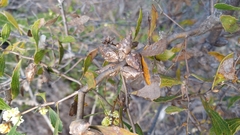 Hakea anadenia