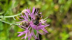 Megachile montivaga