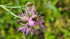 Megachile montivaga