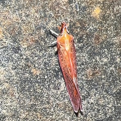 Apache