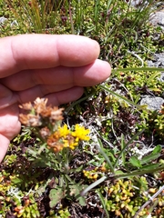 Jacobaea carniolica