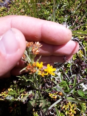 Jacobaea carniolica
