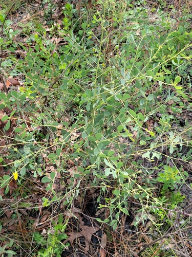 Image of Baptisia lecontei by (c) Jay Horn, some rights reserved (CC BY)