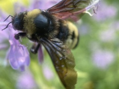 Bombus auricomus