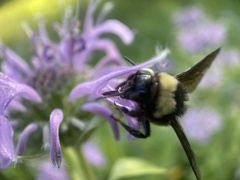 Bombus auricomus