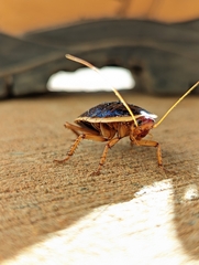Anamesia frenchii