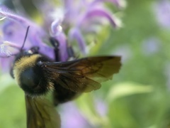 Bombus auricomus