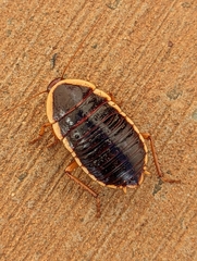 Anamesia frenchii