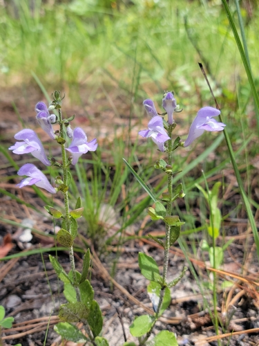Image of Scutellaria arenicola by (c) Jay Horn, some rights reserved (CC BY)