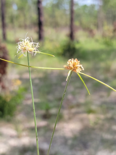 Ware's hairsedge (Bulbostylis warei)