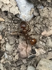 Manica