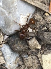 Manica