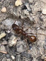 Manica
