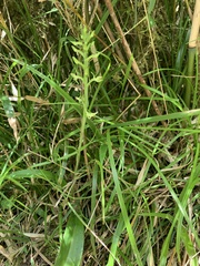 Platanthera longibracteata