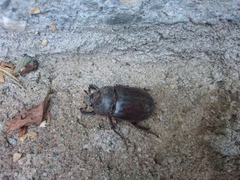 Oryctes nasicornis corniculatus