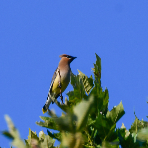 Cedar Waxwing photographed in New Jersey