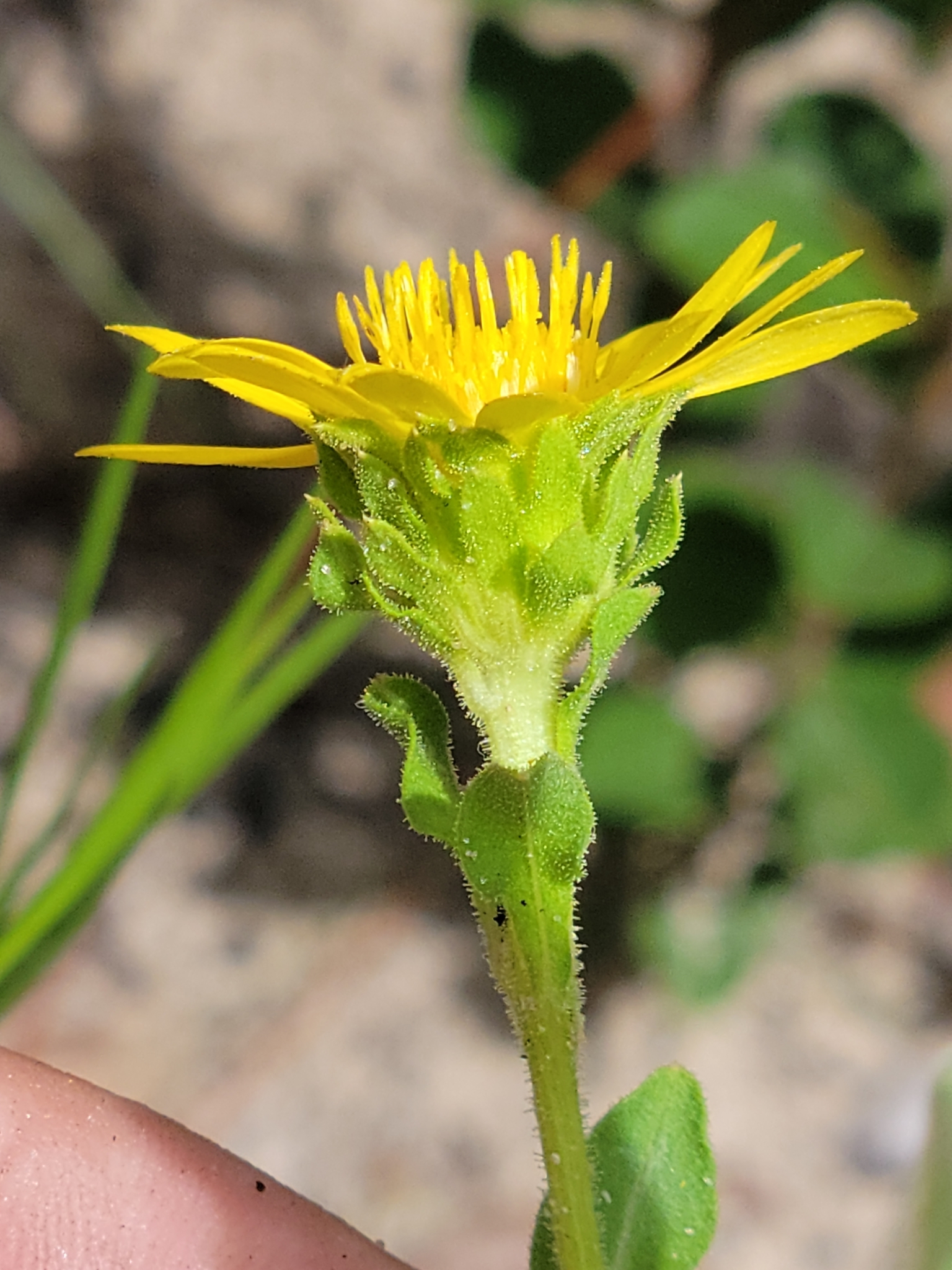 Chrysopsis latisquamea