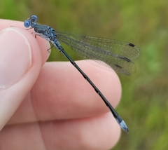 Lestes forcipatus
