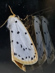 Stigmatophora micans