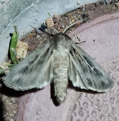 Mythimna velutina