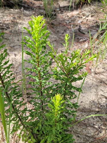 Image of Chrysopsis linearifolia by (c) Jay Horn, some rights reserved (CC BY)
